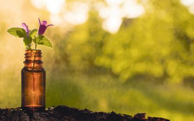 Innere Harmonie mit Hilfe von Bachblüten